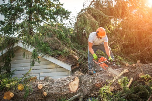 Lumberjack Cutting Tree. Man Cutting Trees Using An Electrical Chainsaw. Tree Spraying