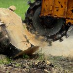 Grinding A Tree Stump For Removal