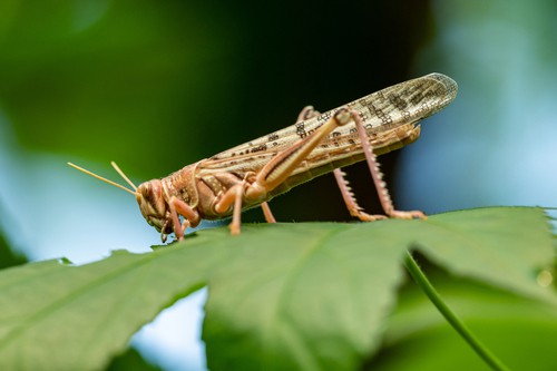 Cricket on leaf lawn treatment