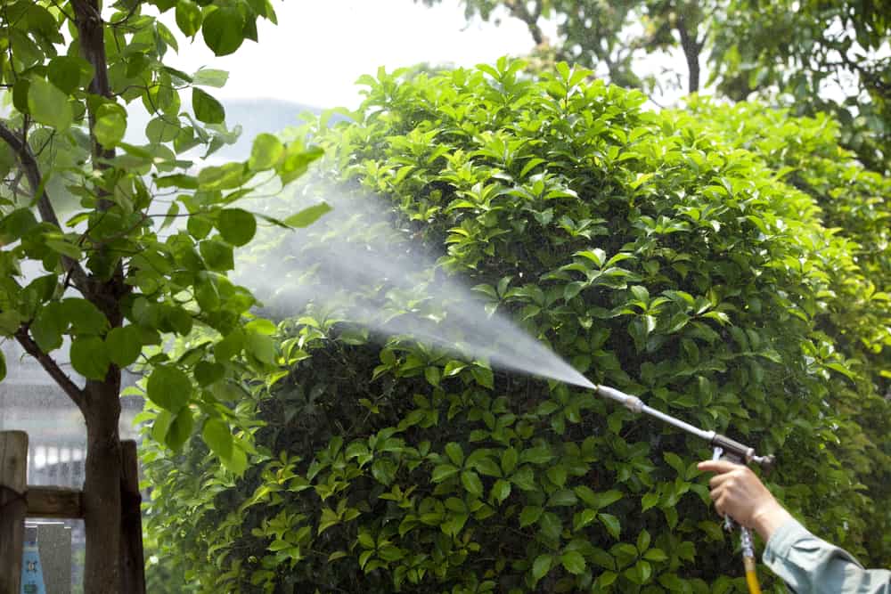 Tree and Lawn Spraying in Media, PA