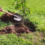 Man Plants A Tree With Shovel and Digs into The Ground