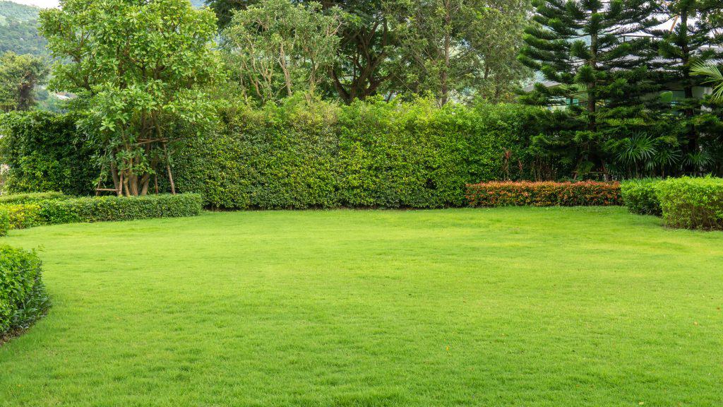 Fresh Green Burmuda Grass Smooth Lawn As A Carpet