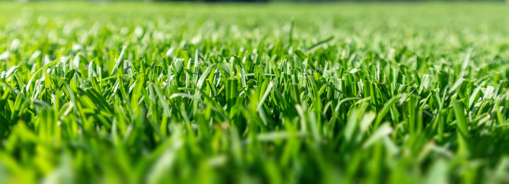 Close Up Of Green Lawn On A Sunny Day. Selective