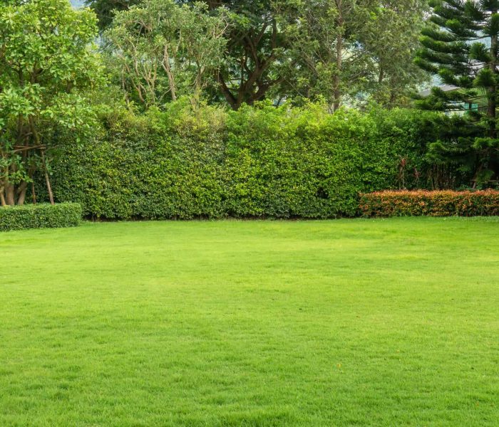 Fresh Green Burmuda Grass Smooth Lawn As A Carpet