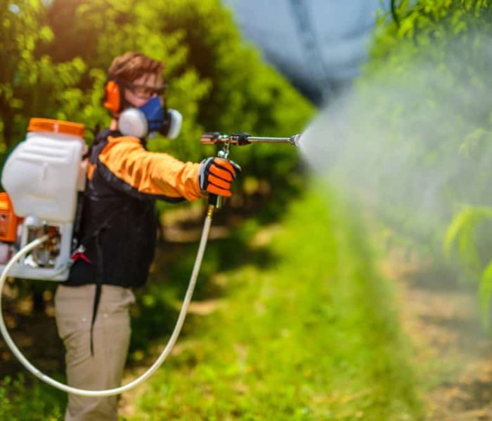 Farmer Protecting His Plants With Chemicals. Spraying Pesticide.