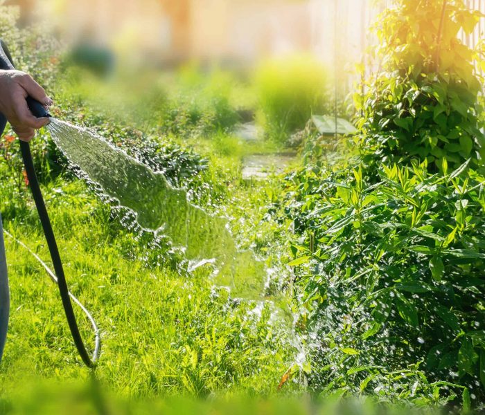 Person watering plants